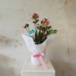 Load image into Gallery viewer, Hellebore - gift wrapped plant