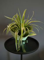 Load image into Gallery viewer, Spider plant