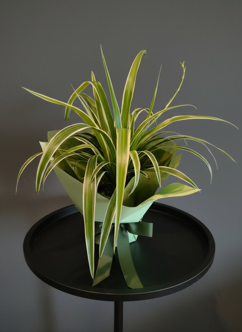 Spider plant