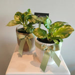 Load image into Gallery viewer, Peperomia 'Speckled Marble' indoor plant in ceramic pot