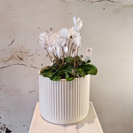 Load image into Gallery viewer, Large Cyclamen plant in ceramic pot