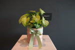 Load image into Gallery viewer, Syngonium - White Butterfly plant in ceramic pot