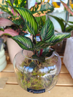 Load image into Gallery viewer, Calathea "Beauty Star"