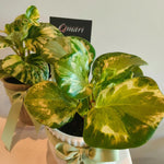Load image into Gallery viewer, Peperomia 'Speckled Marble' indoor plant in ceramic pot
