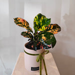Load image into Gallery viewer, Croton "Magnificent" plant in ceramic pot