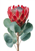 Load image into Gallery viewer, Protea flower - greeting card