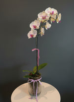Load image into Gallery viewer, Phalaenopsis Orchid