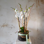 Load image into Gallery viewer, Three Phalaenopsis Orchids in glass pot