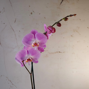 Orchids Phalaenopsis - gift wrapped