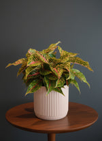 Load image into Gallery viewer, Aglaonema Night Sparkle in a ceramic pot
