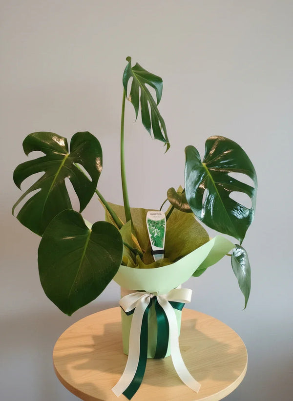 Monstera plant