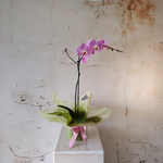 Load image into Gallery viewer, Orchids Phalaenopsis - gift wrapped