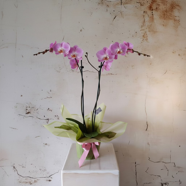Orchids Phalaenopsis - gift wrapped