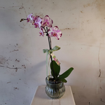 Load image into Gallery viewer, Phalaenopsis Orchid Plant in glass pot