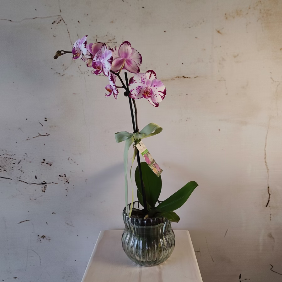 Phalaenopsis Orchid Plant in glass pot