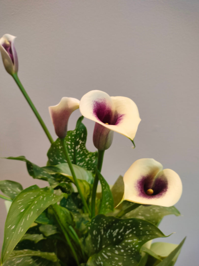Bicolour Calla Lily plant