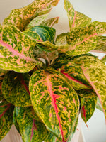 Load image into Gallery viewer, Aglaonema Night Sparkle in a ceramic pot
