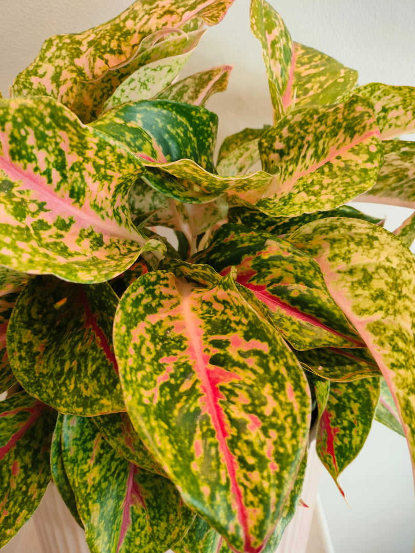 Aglaonema Night Sparkle in a ceramic pot
