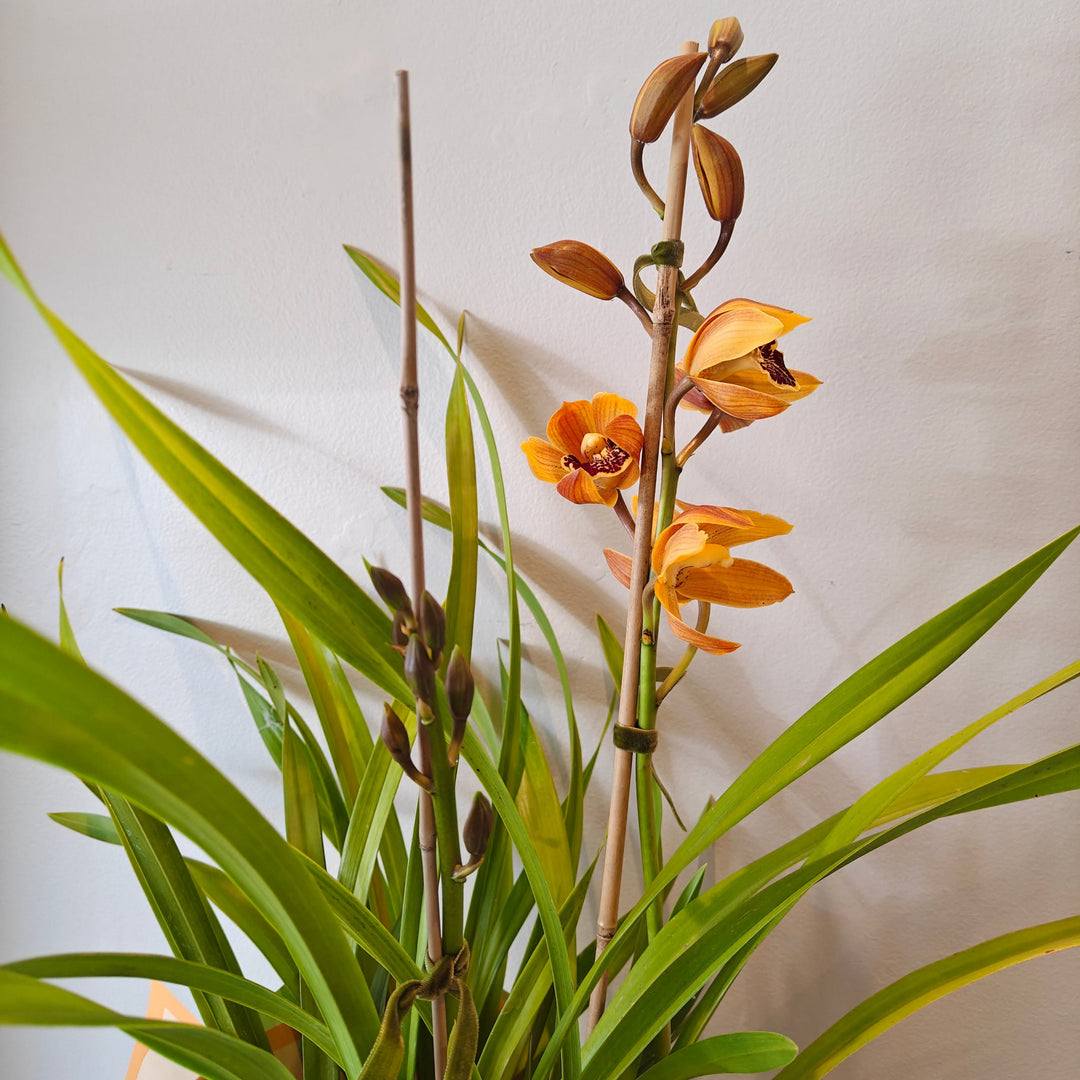 Orchid Cymbidium Plant - 2 flower spikes
