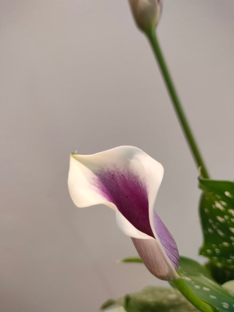 Bicolour Calla Lily plant
