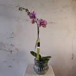 Load image into Gallery viewer, Phalaenopsis Orchid Plant in glass pot