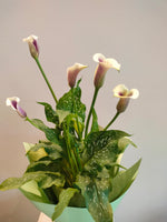 Load image into Gallery viewer, Bicolour Calla Lily plant
