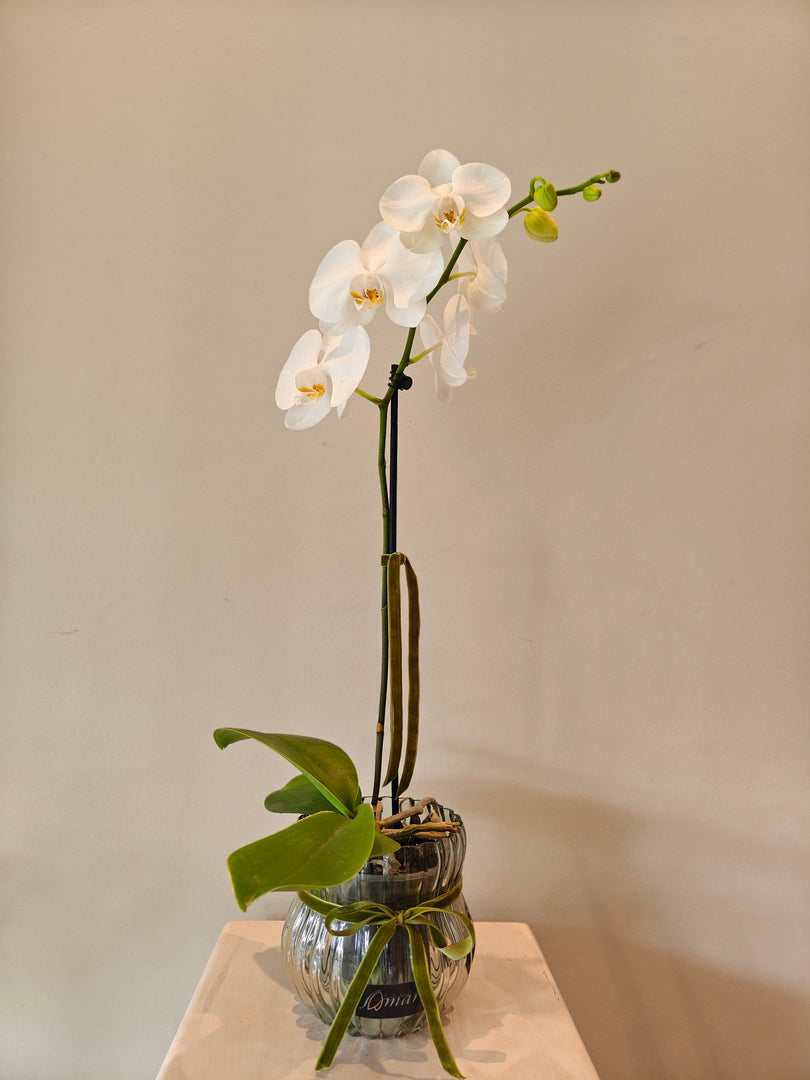 Phalaenopsis Orchid in glass pot