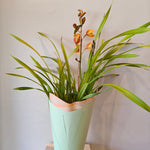 Load image into Gallery viewer, Orchid Cymbidium Plant - 2 flower spikes