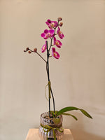 Load image into Gallery viewer, Phalaenopsis Orchid in glass pot