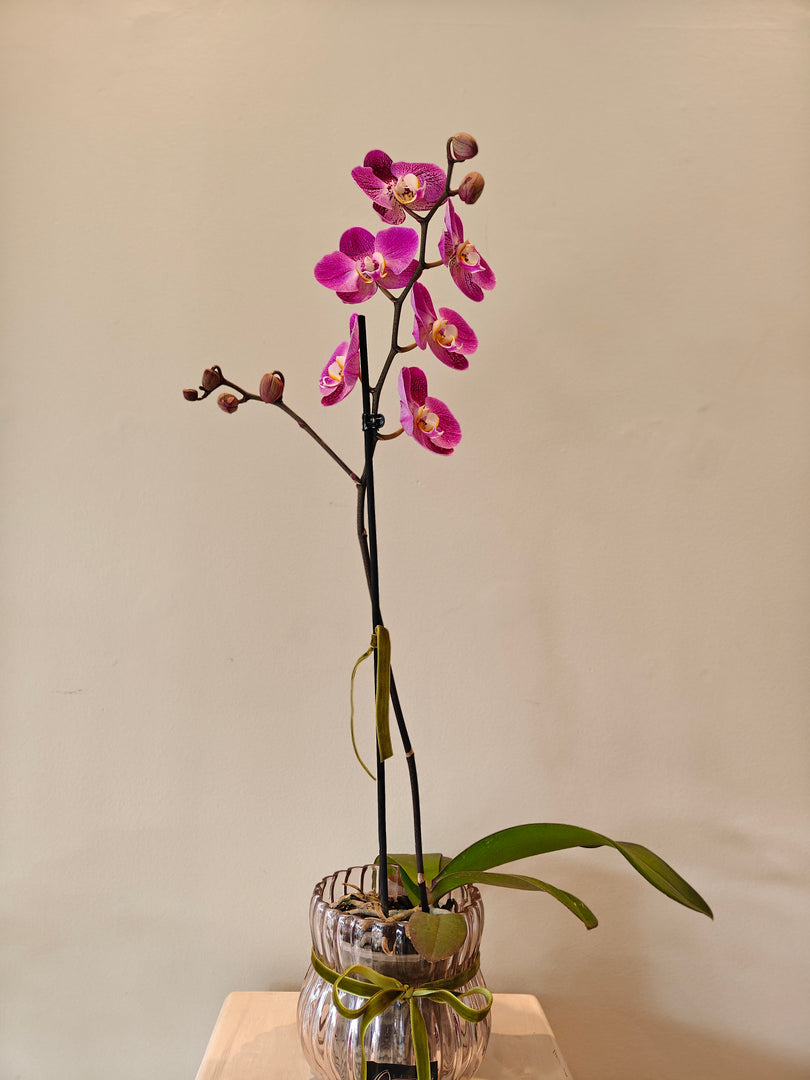 Phalaenopsis Orchid in glass pot