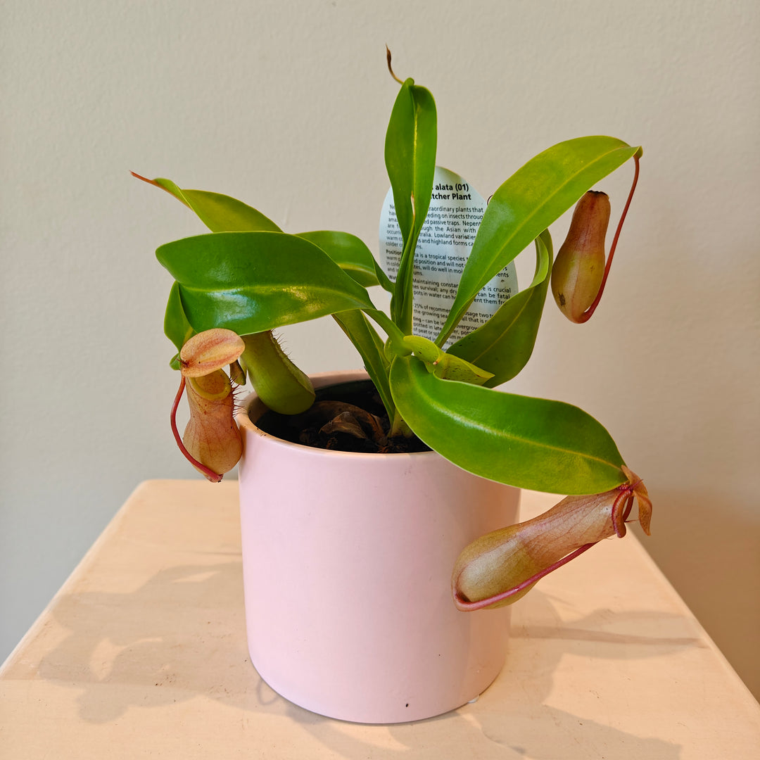 "Nepenthes" pitcher plant in ceramic pot