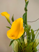 Load image into Gallery viewer, Yellow Calla Lily plant
