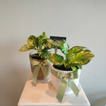 Load image into Gallery viewer, Peperomia 'Speckled Marble' indoor plant in ceramic pot