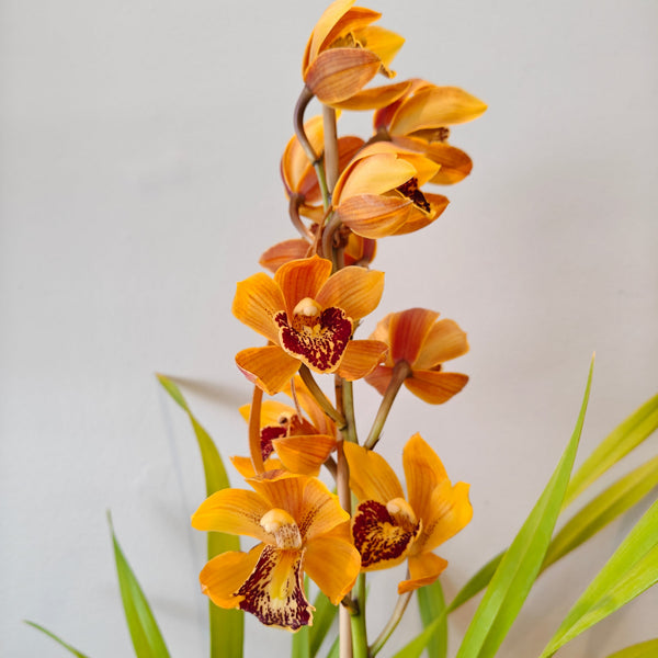 Orchid Cymbidium Plant - 1 flower spike