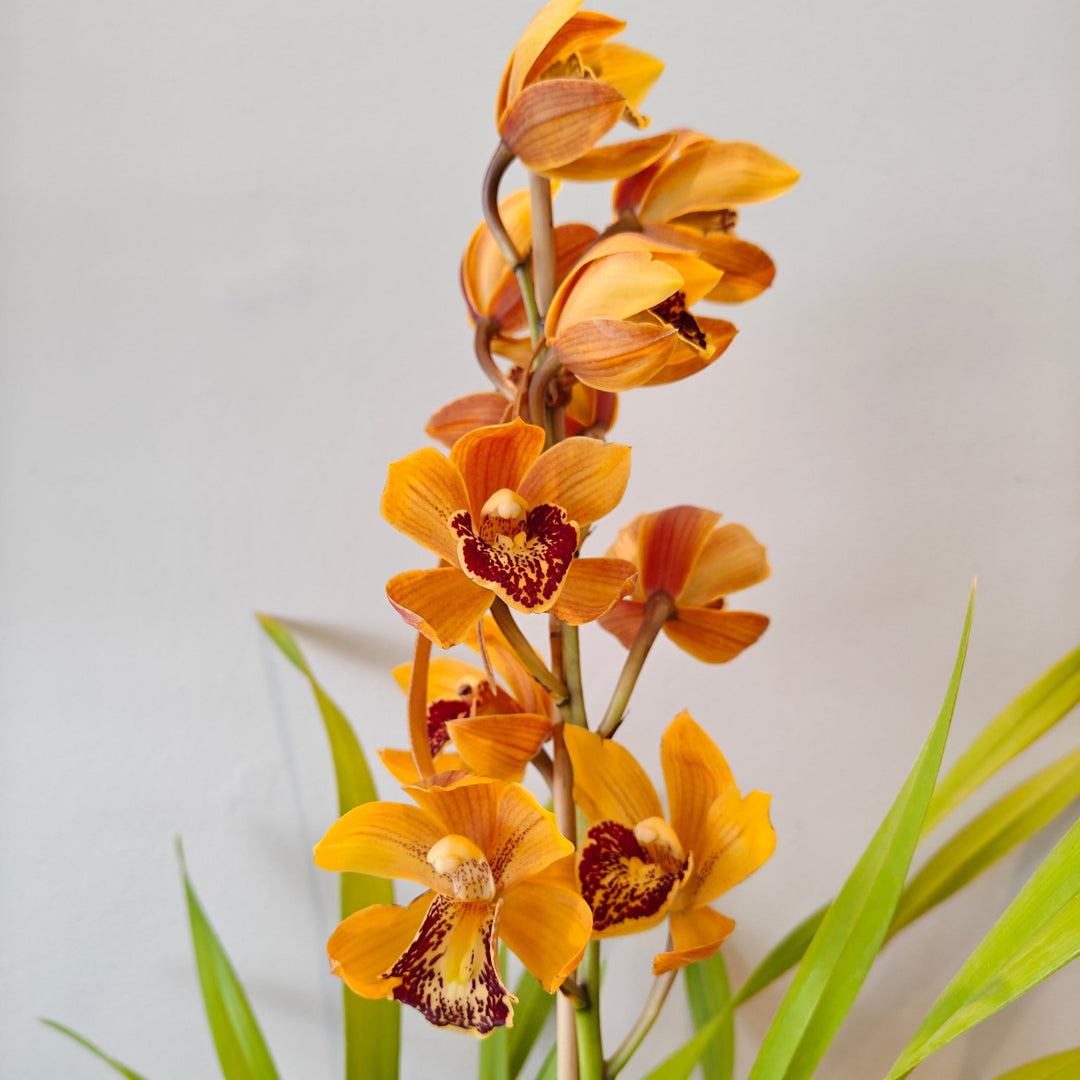 Orchid Cymbidium Plant - 1 flower spike