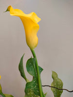 Load image into Gallery viewer, Yellow Calla Lily plant
