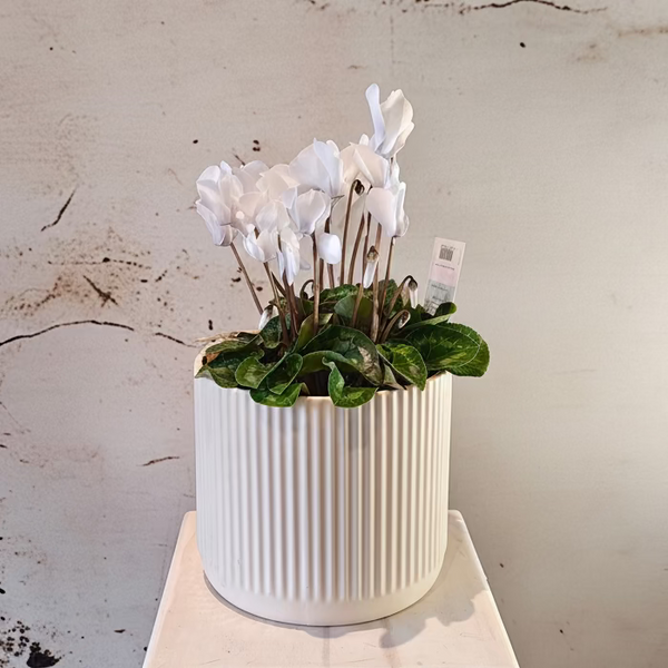 Large Cyclamen plant in ceramic pot
