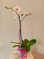 Load image into Gallery viewer, Phalaenopsis Orchid in glass pot
