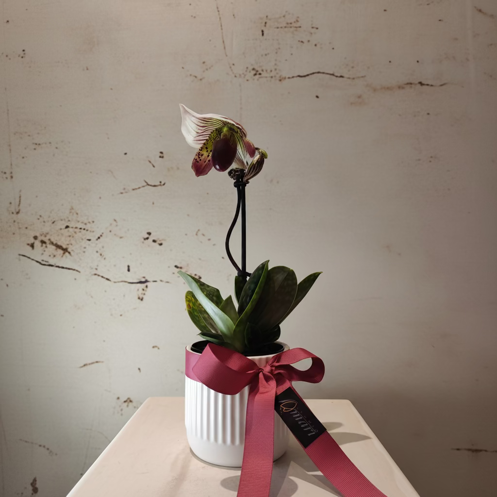 Orchid Lady's Slippers in ceramic pot