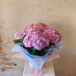 Load image into Gallery viewer, Hydrangea Plant Large