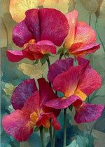 Load image into Gallery viewer, Sweet Pea - greeting card