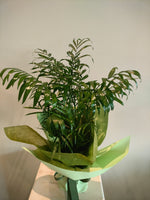 Load image into Gallery viewer, Chamaedorea plant
