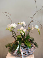 Load image into Gallery viewer, "Time Travel" arrangement with mini orchid plants