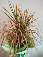 Load image into Gallery viewer, Dracaena Tricolour
