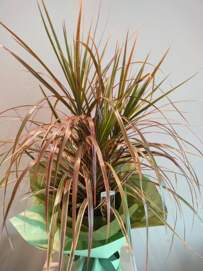 Dracaena Tricolour