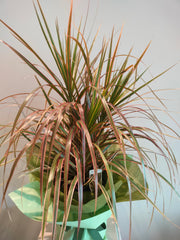 Dracaena Tricolour