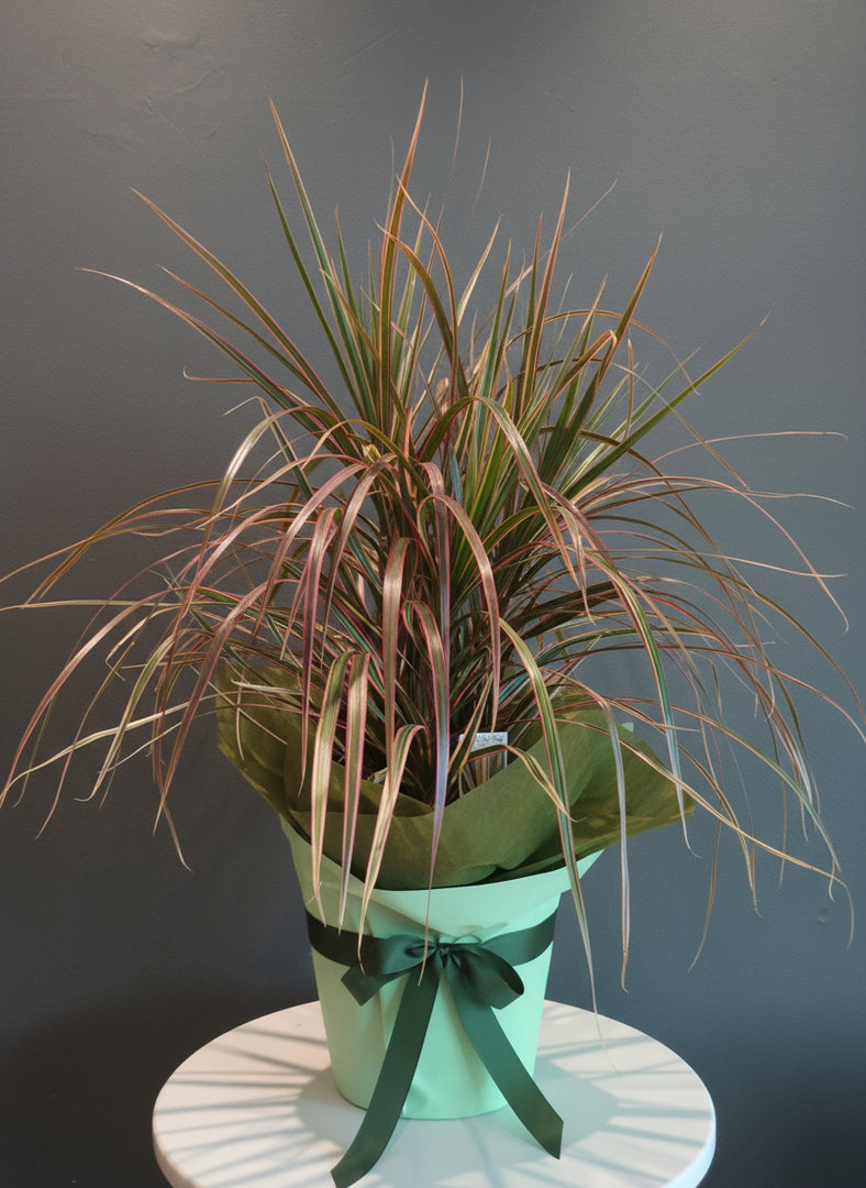 Dracaena Tricolour