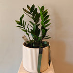 Load image into Gallery viewer, "Zanzibar Gem" plant in ceramic pot