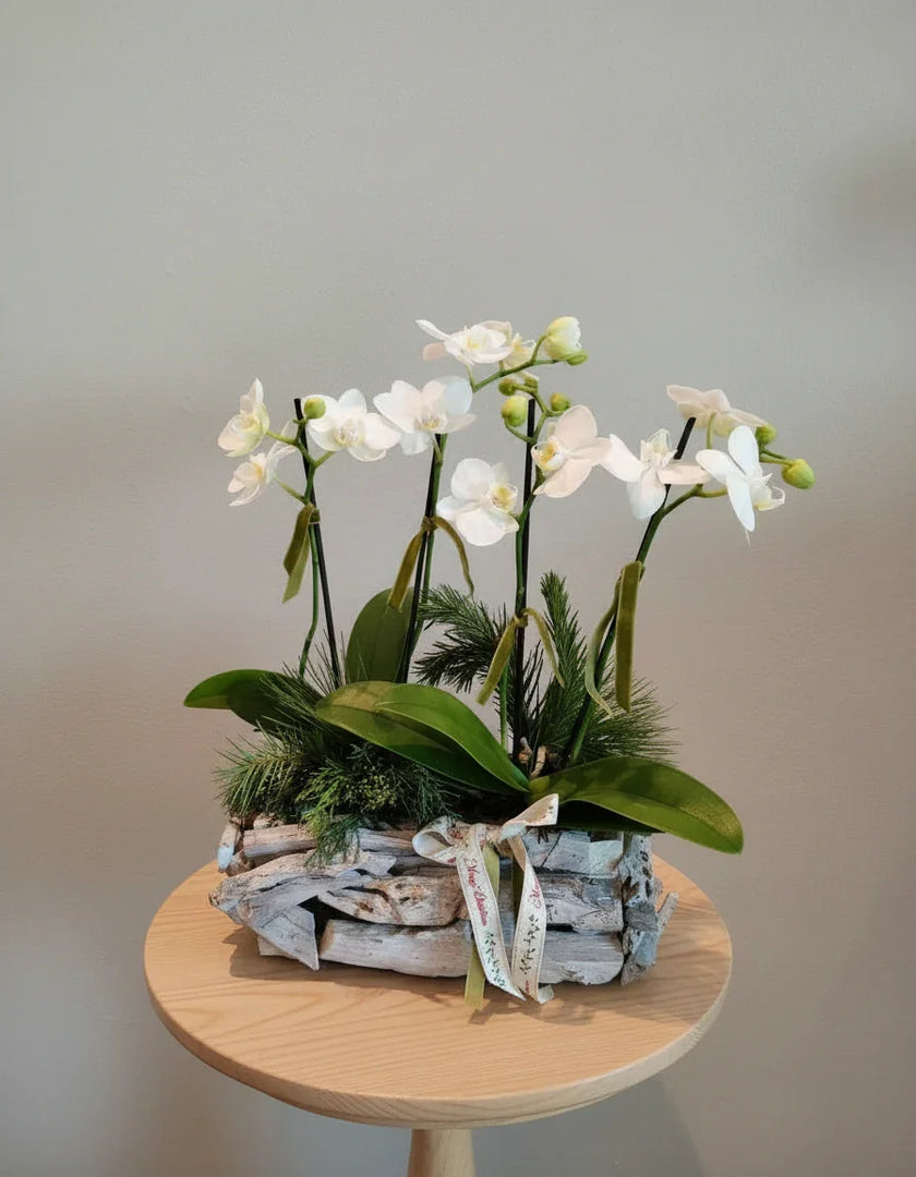 "Friend gathering" mini orchid plants arrangement