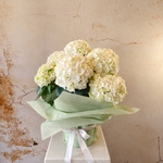 Load image into Gallery viewer, Hydrangea Plant Large